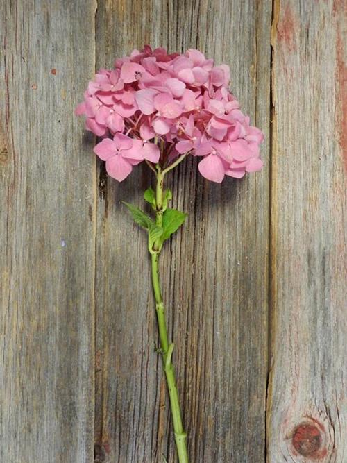 HOT PINK HYDRANGEAS